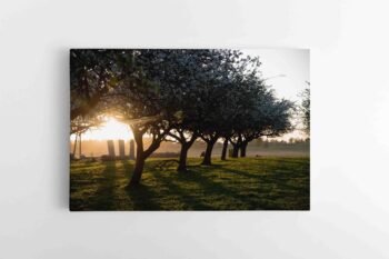 Obelys pavasario ryte (JG00002792)