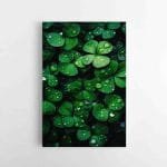 Keturlapis dobilas (JG00001257)