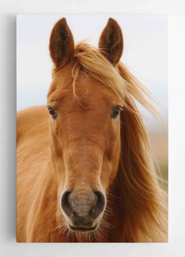 Gražuolio žirgo paveikslas (JG00001337) - Image 3