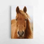 Gražuolio žirgo paveikslas (JG00001337)