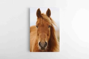 Gražuolio žirgo paveikslas (JG00001337)