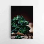 Šviežiai žalias (JG00001353)