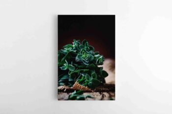 Šviežiai žalias (JG00001353)