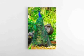 Paveikslas - povas su uodega