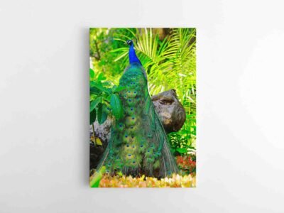 Paveikslas - povas su uodega