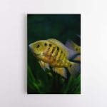 Ryškiai Auksinė žuvelė (JG00001861)