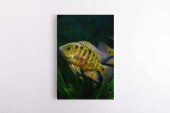 Ryškiai Auksinė žuvelė (JG00001861)