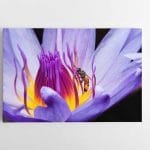 Bitė Lotoso žiede (JG00000254)