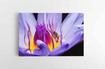 Bitė Lotoso žiede (JG00000254)