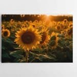 Saulėgrąžų laukas (JG00000421)