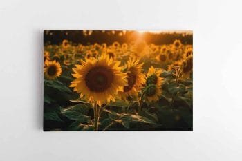 Saulėgrąžų laukas (JG00000421)