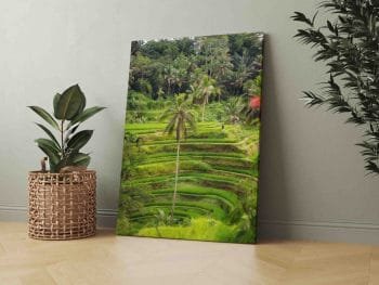 Ryžių laukai Indonezijoje (JG00000488) - Image 2