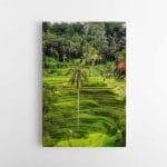 Ryžių laukai Indonezijoje (JG00000488)