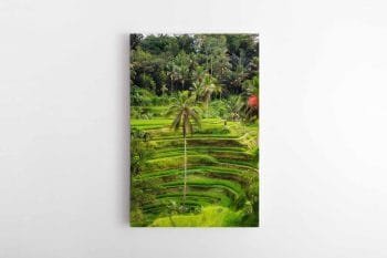 Ryžių laukai Indonezijoje (JG00000488)