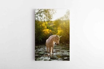 Šilta Vienaragio nuotrauka (JG00000492)