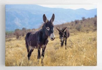 Asiliukai kalnuose (JG00000694) - Image 2