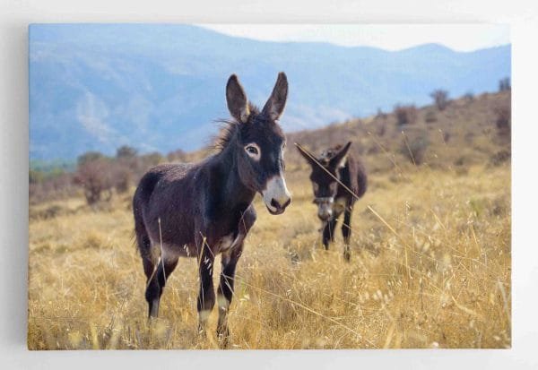 Asiliukai kalnuose (JG00000694) - Image 2