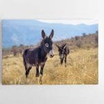 Asiliukai kalnuose (JG00000694)