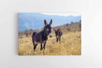 Asiliukai kalnuose (JG00000694)