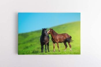 Arkliu - zirgu nuotrauka