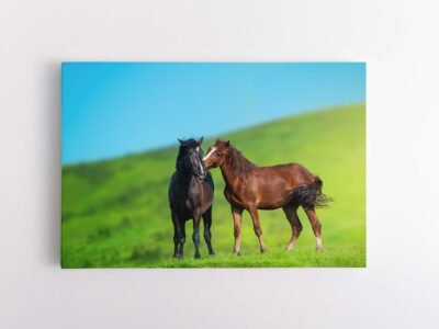 Arkliu - zirgu nuotrauka