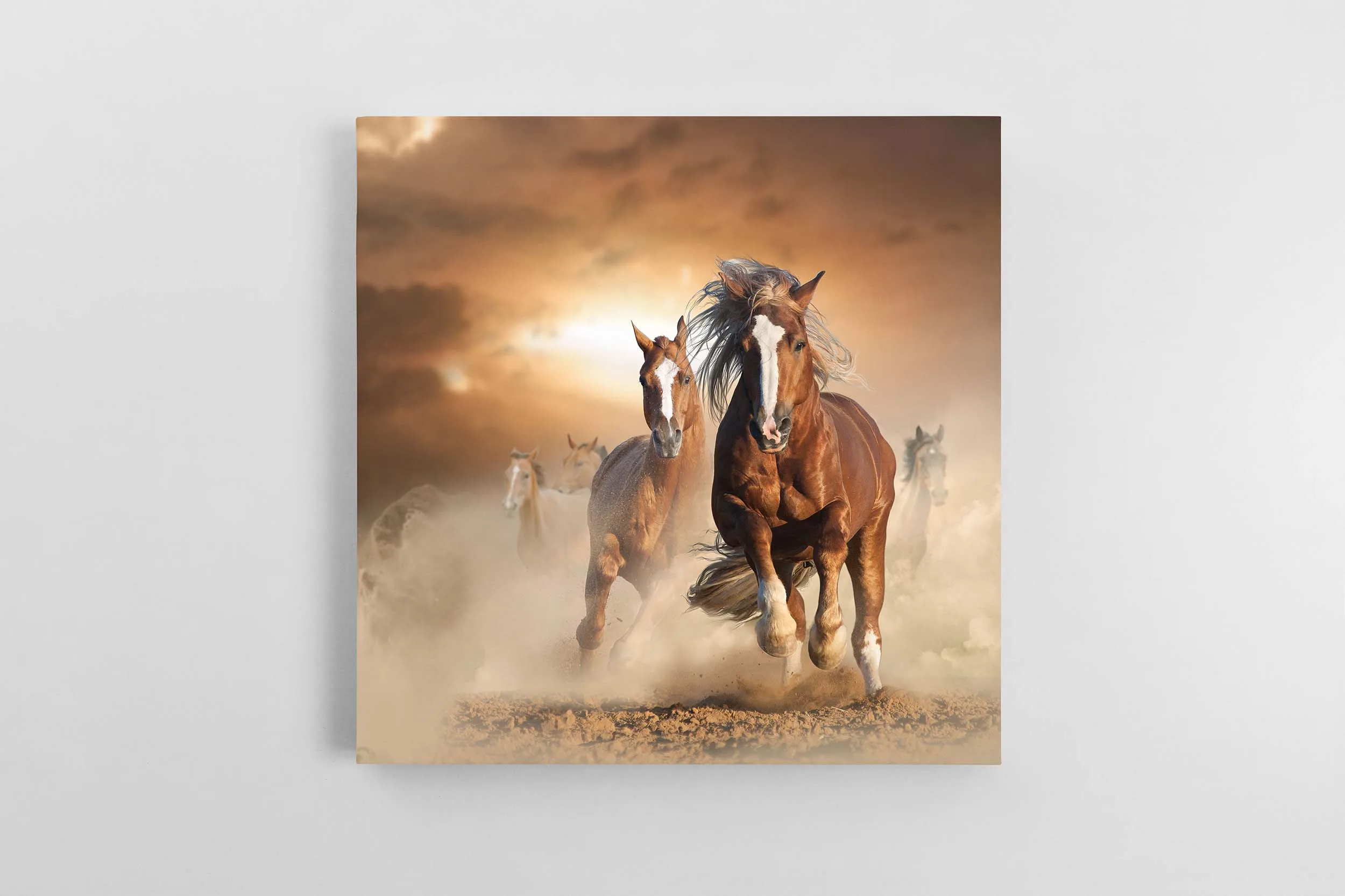 696_two-wild-chestnut-horses-running-together-dust-front-view Laukiniai arkliai paveikslas