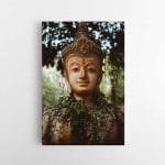 Budistinis Sargas (JG00000711)