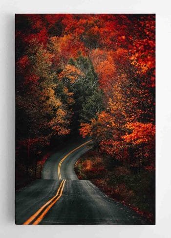 Rudeniškas Kelias miškuose (JG00000713) - Image 2