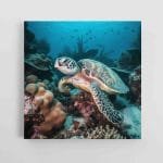 Plaukiantis Vežlys (JG00000840)