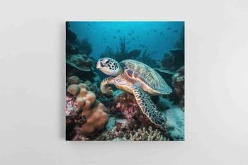 Plaukiantis Vežlys (JG00000840)