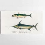 Paveikslas Žuvų spektras (JG00003429)